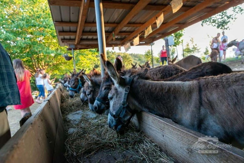 From Podgorica: Donkey Farm Visit - Final Thoughts: Is It Worth It?
