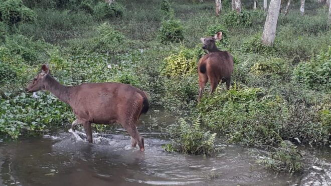 From Pokhara: 2-Day Chitwan National Park Safari Tour - Recommendations for Travelers