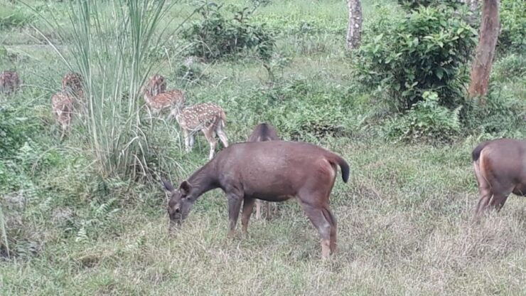 From Pokhara: 2 Night 3 Day Chitwan Wildlife Jungle Tour - Wildlife Encounters