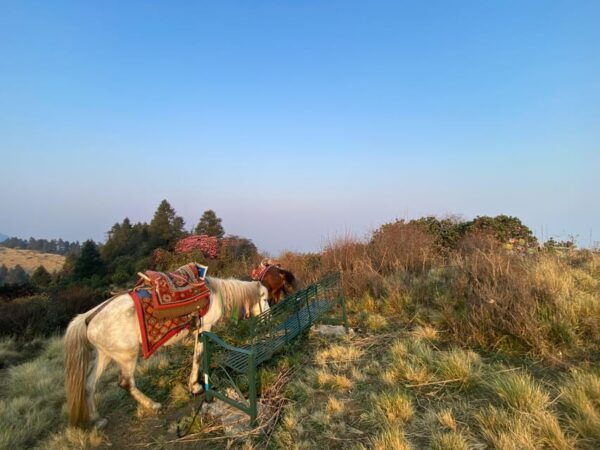 From Pokhara: 3 Day Short Poon Hill With Thapla Danda Trek - Questions You May Have