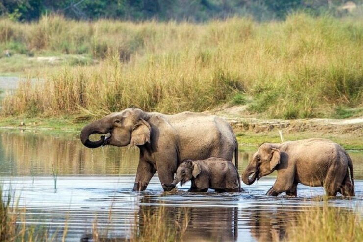 From Pokhara: 3-Day Wildlife & Culture Jungle Safari Tour - Overview of the 3-Day Jungle Safari Tour
