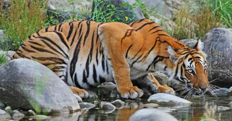From Pokhara: 3-Day Wildlife & Culture Jungle Safari Tour - Wildlife Encounters in Chitwan National Park