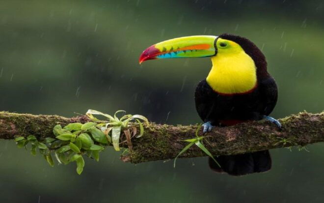 From Pokhara: 3-Day Wildlife & Culture Jungle Safari Tour - Thrilling Safaris Through the Lush Jungles and Grasslands