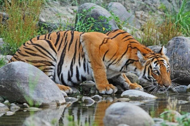 From Pokhara: 3-Day Wildlife & Culture Jungle Safari Tour - Serene Canoe Rides Along Scenic Rivers During the River Safari