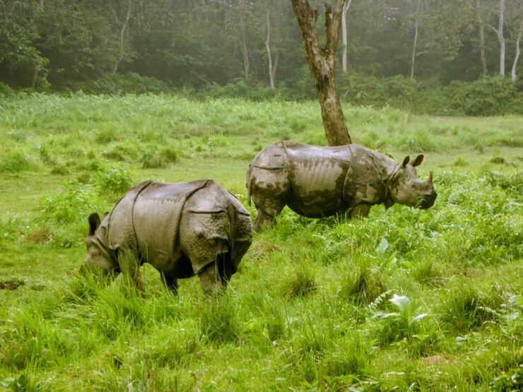 From Pokhara: 3-Days Chitwan Safari Tour With Hotel Transfer - Day-by-Day Itinerary