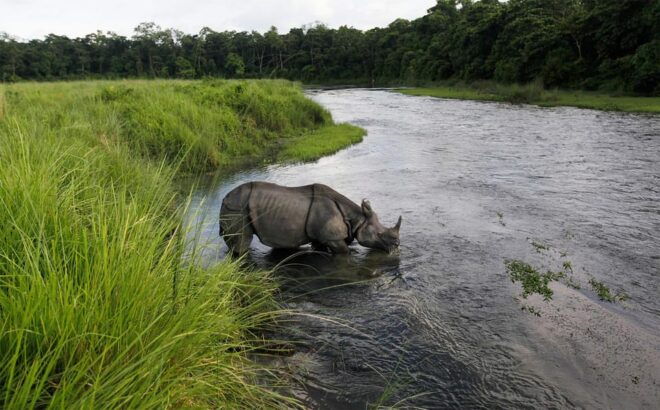 From Pokhara: 3-Days Chitwan Safari Tour With Hotel Transfer - Wildlife Encounters