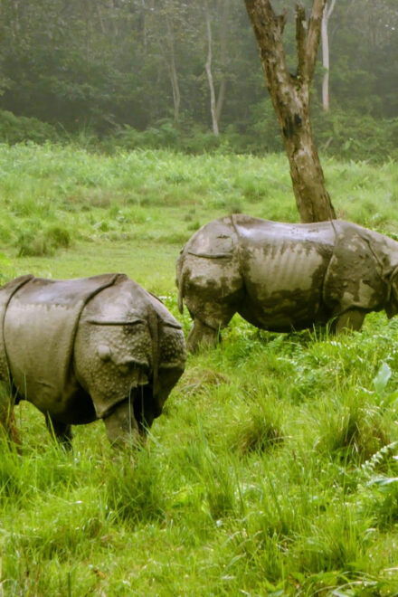 From Pokhara: 3-Days Chitwan Safari Tour With Hotel Transfer - Inclusions of the Tour