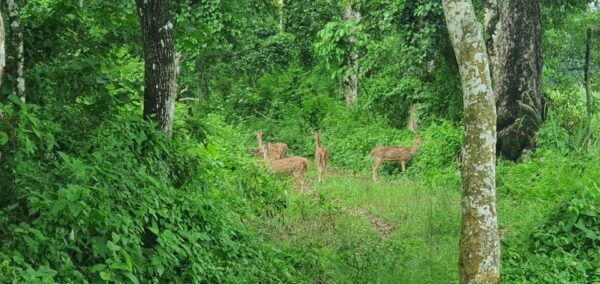 From Pokhara: 3-Days Chitwan Safari Tour With Hotel Transfer - Questions You May Have