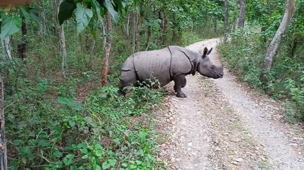From Pokhara: 3-Days Chitwan Safari Tour With Hotel Transfer - Break Down