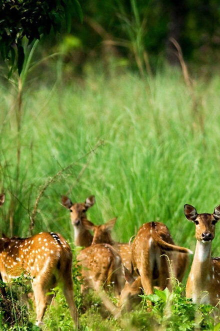 From Pokhara: 3 Days Luxurious Trip to Chitwan With Flights - Included Services and Amenities