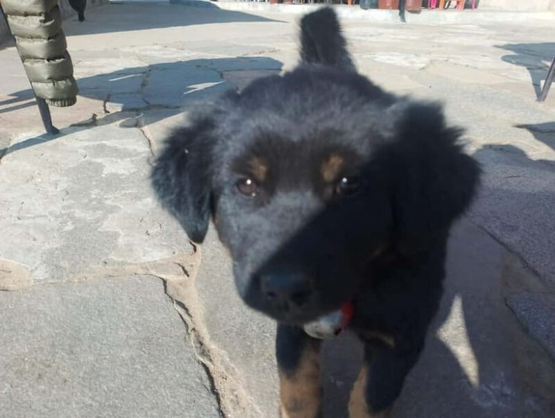 From Pokhara: 4-Day Annapurna Sunrise Trek and Chitwan Tour - FAQs