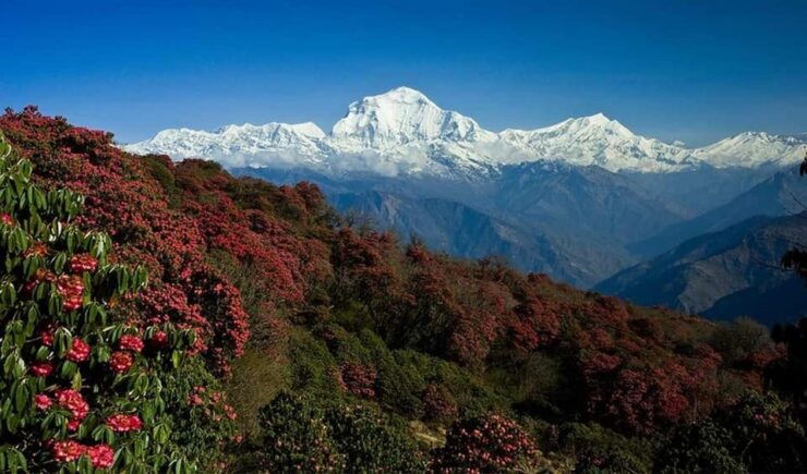 From Pokhara: 4D 3N Ghorepani Poon Hill Trek - Key Points