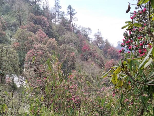 From Pokhara: Budget 2 Night 3 Days Poon Hill Trek - Common Questions