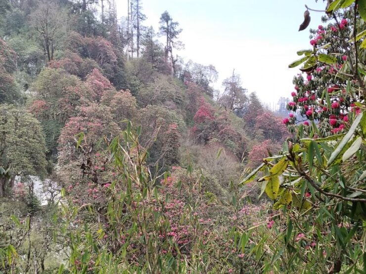 From Pokhara: Budget, 5 Days Poon Hill,Hot Spring Trek - Trek Itinerary