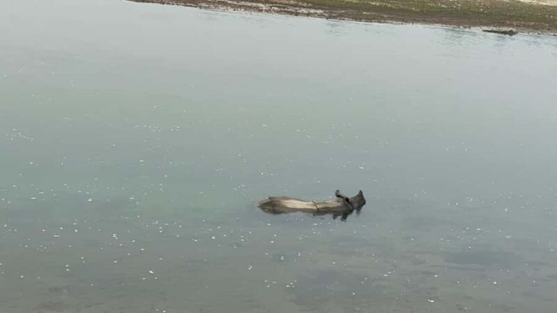 From Pokhara: Chitwan 2N/3D National Park Tour - Good To Know