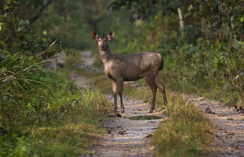 From Pokhara: Chitwan 2N/3D National Park Tour - Final Thoughts