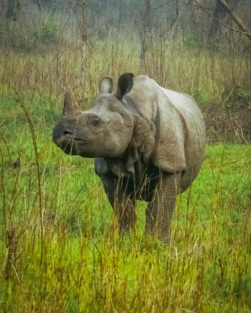 From Pokhara/Kathmandu: 3-Day Private Chitwan Safari Tour - Pricing and Availability