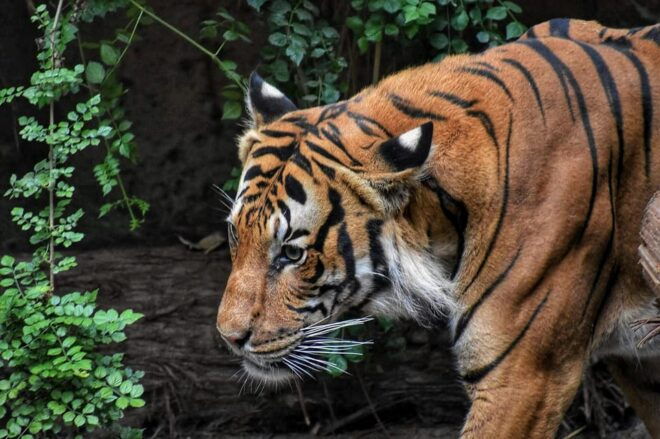 From Pokhara/Kathmandu: 3-Day Private Chitwan Safari Tour - What to Expect