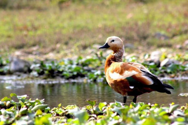 From Pokhara/Kathmandu: 3-Day Private Chitwan Safari Tour - Questions You May Have