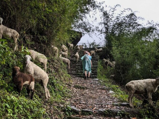 From Pokhara: Poon Hill and Ghorepani 4-day Trek - Testimonials