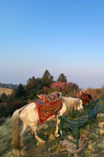 From Pokhara: Poon Hill Day Tour With Short Hiking - What to Bring