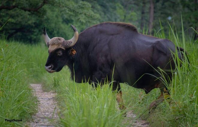 From Pokhara: Private 3-Day Chitwan Jungle Safari Tour - Inclusions