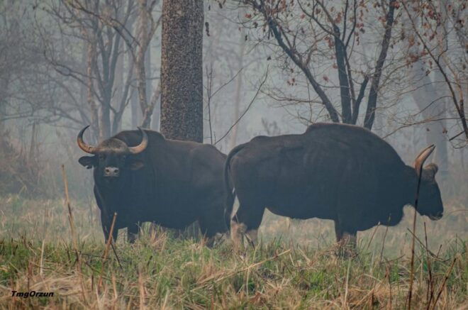 From Pokhara: Private 3-Day Chitwan Jungle Safari Tour - Customer Reviews