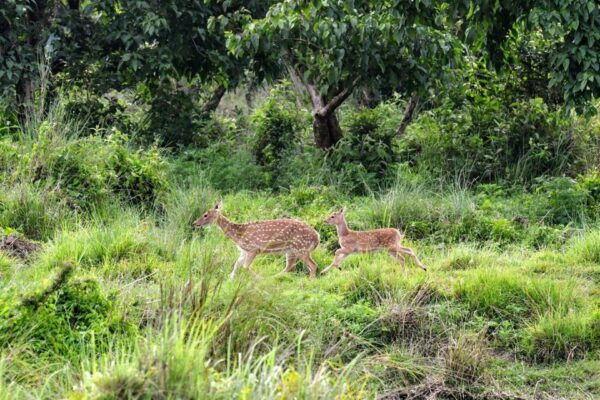 From Pokhara: Private 3-Day Chitwan Jungle Safari Tour - The Sum Up
