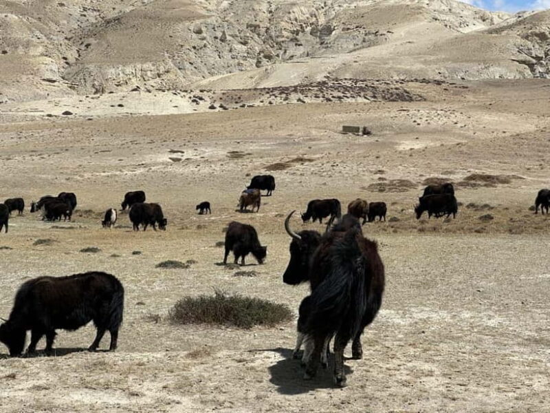 From Pokhara: Short Upper Mustang Guided Trekking 10-Days - An In-Depth Look at the 10-Day Upper Mustang Trek