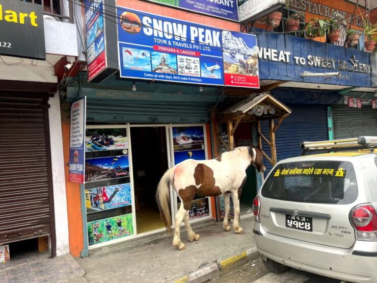 From Pokhara: Unforgettable Horseback Riding Adventure - Activity Details