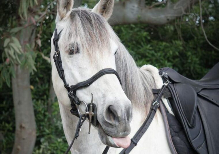 From Pompeii: Mount Vesuvius Horseback Riding Tour - Pricing and Booking Information