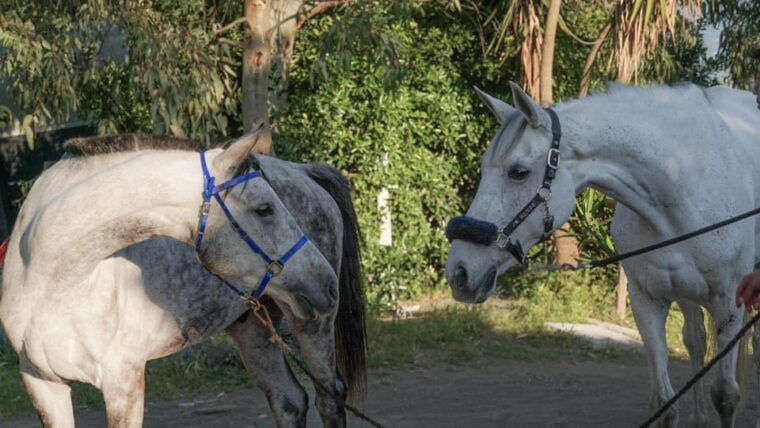 From Pompeii: Mount Vesuvius Horseback Riding Tour - Safety and Restrictions