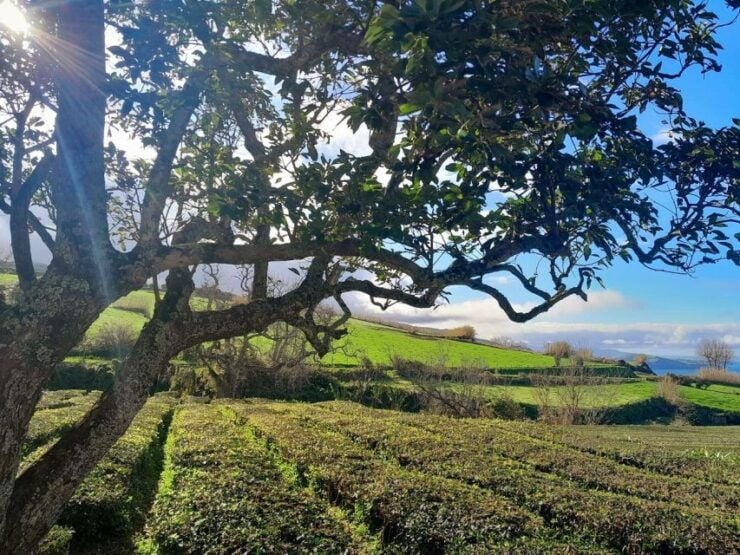 From Ponta Delgada: São Miguel Highlights 2-Day Tour Pack - Good To Know