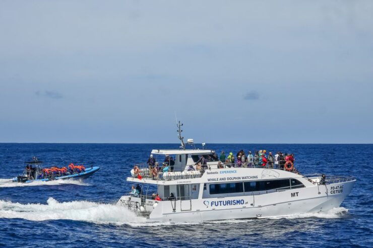From Ponta Delgada: Whale and Dolphin Watching Trip - Activity Details