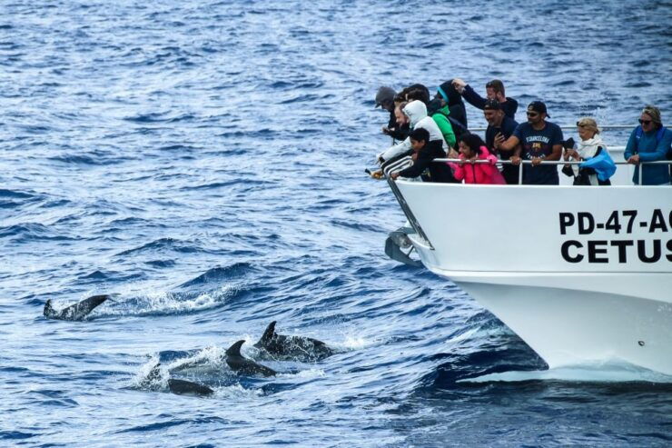 From Ponta Delgada: Whale and Dolphin Watching Trip - Experience