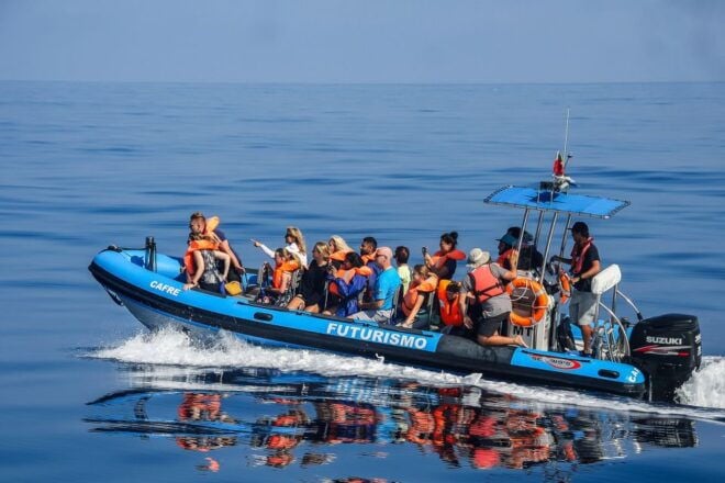From Ponta Delgada: Whale and Dolphin Watching Trip - Full Description