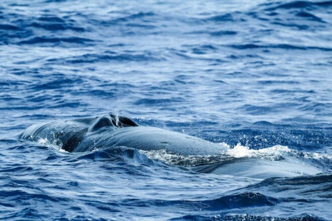 From Ponta Delgada: Whale and Dolphin Watching Trip - Review Summary