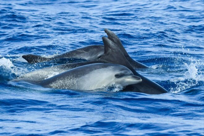 From Ponta Delgada: Whale and Dolphin Watching Trip - Customer Review