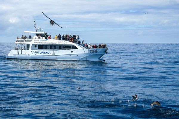 From Ponta Delgada: Whale and Dolphin Watching Trip - Directions