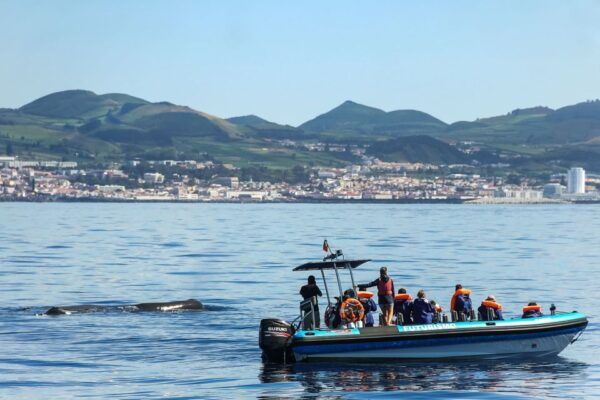From Ponta Delgada: Whale and Dolphin Watching Trip - Common Questions