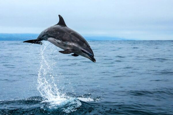 From Ponta Delgada: Whale and Dolphin Watching Trip - The Sum Up