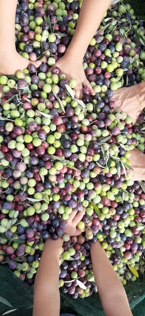 From Pore: Motovun & Gronjan with Local Products Tasting - Good To Know