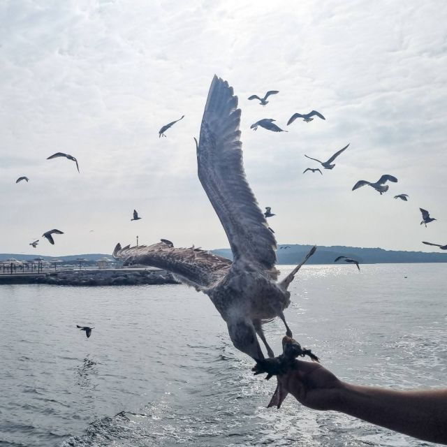 From Poreč: Boat Day Trip to Rovinj With Fish Lunch - Experience Highlights
