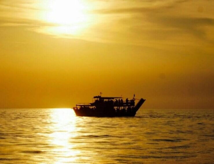 From Poreč: Evening Dolphin Cruise With Welcome Drink - Experience Details