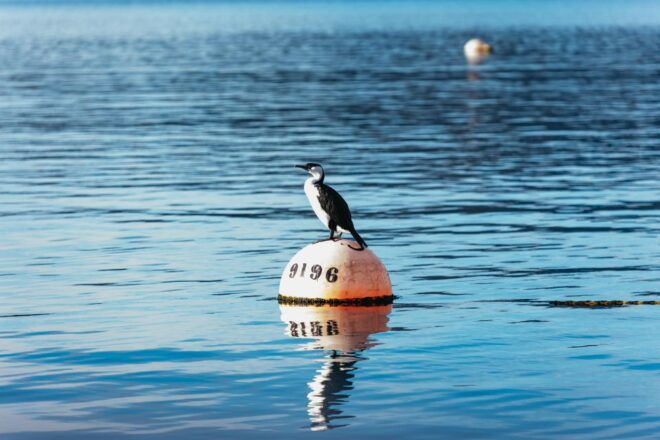 From Port Arthur: Tasman Island Wilderness Cruise - Duration and Starting Times