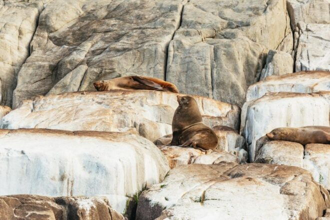 From Port Arthur: Tasman Island Wilderness Cruise - English-speaking Driver