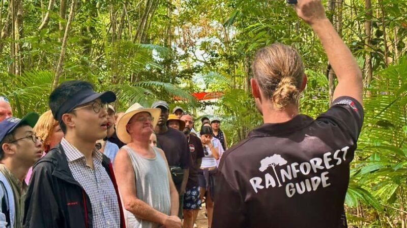 From Port Douglas: Daintree Rainforest & Mossman Gorge Tour - Good To Know