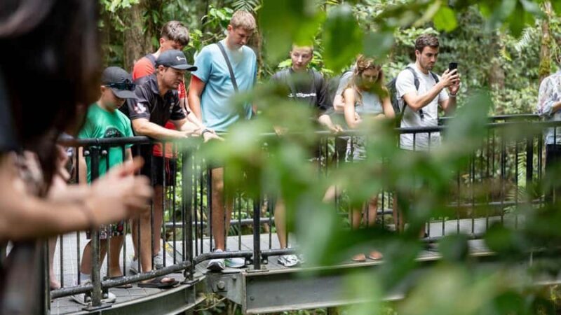 From Port Douglas: Daintree Rainforest & Mossman Gorge Tour - Practical Tips for a Great Experience