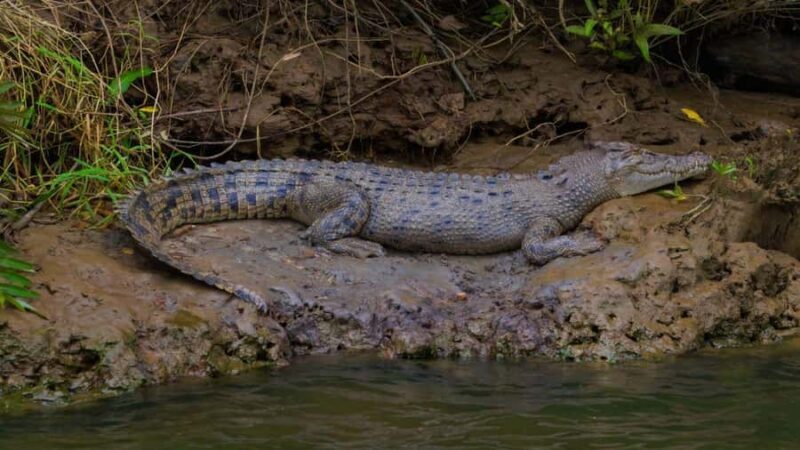 From Port Douglas: Daintree Rainforest & Mossman Gorge Tour - Final Thoughts