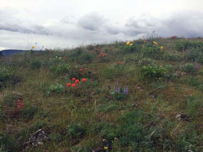 From Portland: Columbia Gorge Hike and Winery Lunch - Pickup Included